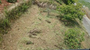 1497069051330草刈となり20170610