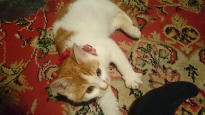 DSC_1373 茶々丸１20151213