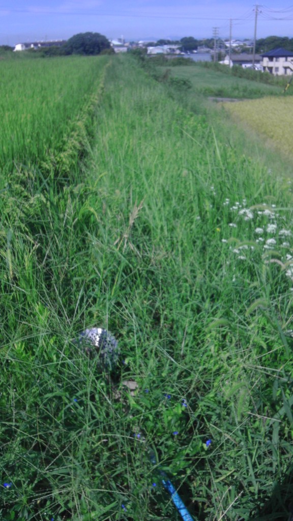 IMAG0390 畔草刈前0906